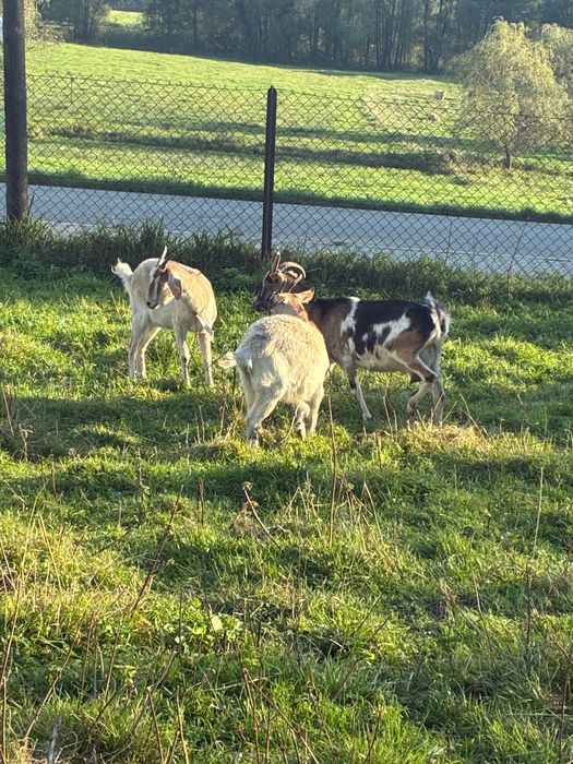 Kozy do sprzedania (pilne)