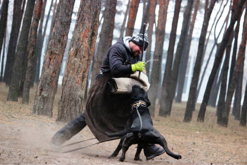 Кобель для вязок