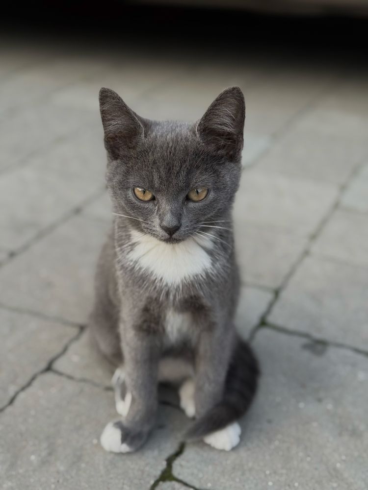 Кошенята в добрі руки