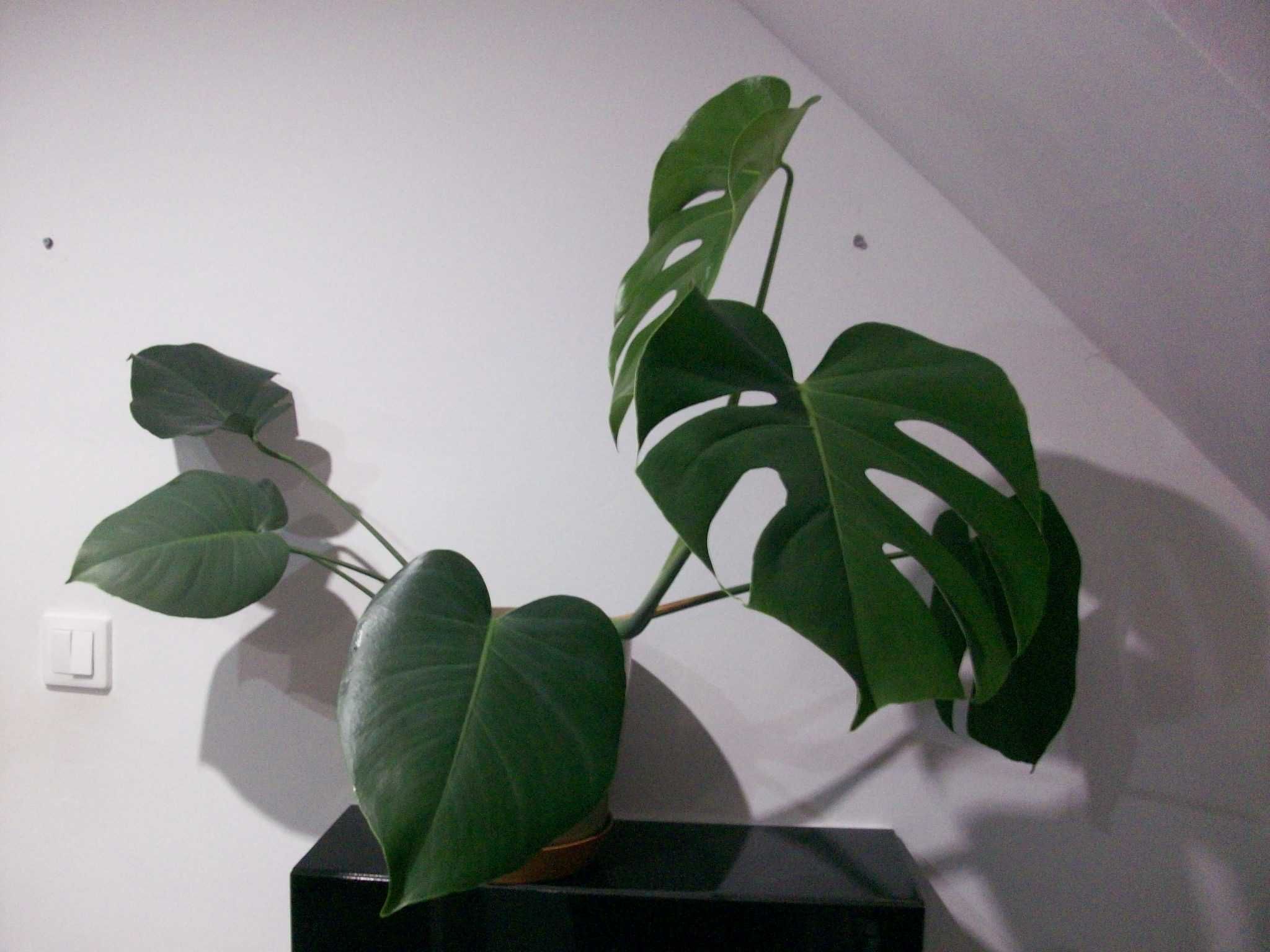 Kwiat Monstera Deliciosa duże liście