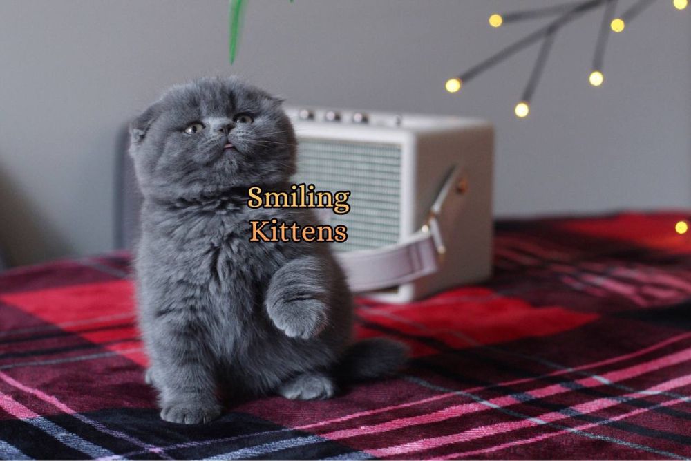 Кошенята класичного окрасу, Димка та Дрого