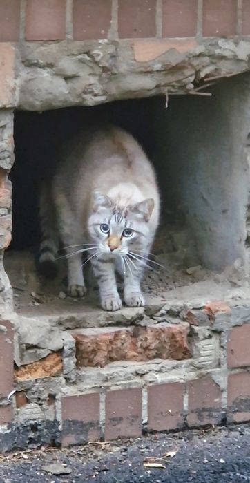 Хтз! Найден кот/кошка.