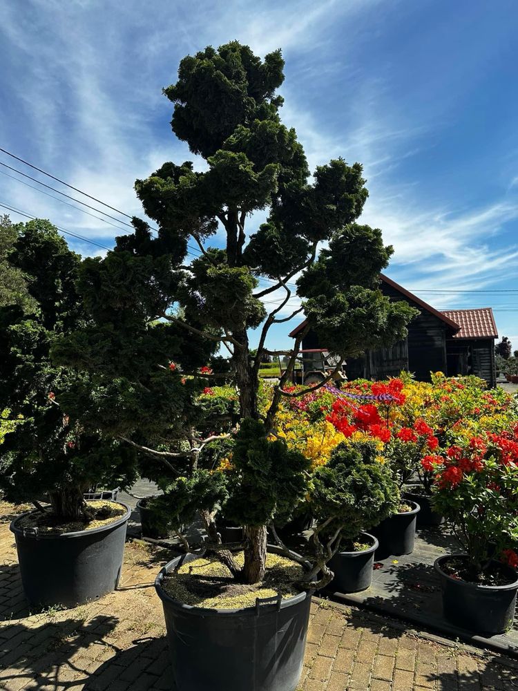 Bonsai-Niwaki formowane sosna cis jałowiec. Laurowiśnia jodła szmaragd