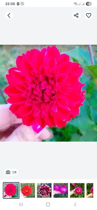 Георгіна, жоржина