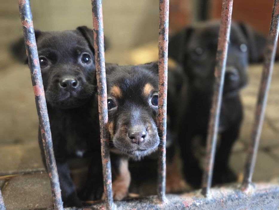 jamnik mix Szczeniaki szukają domów -schronisko Zgierz-aktualne