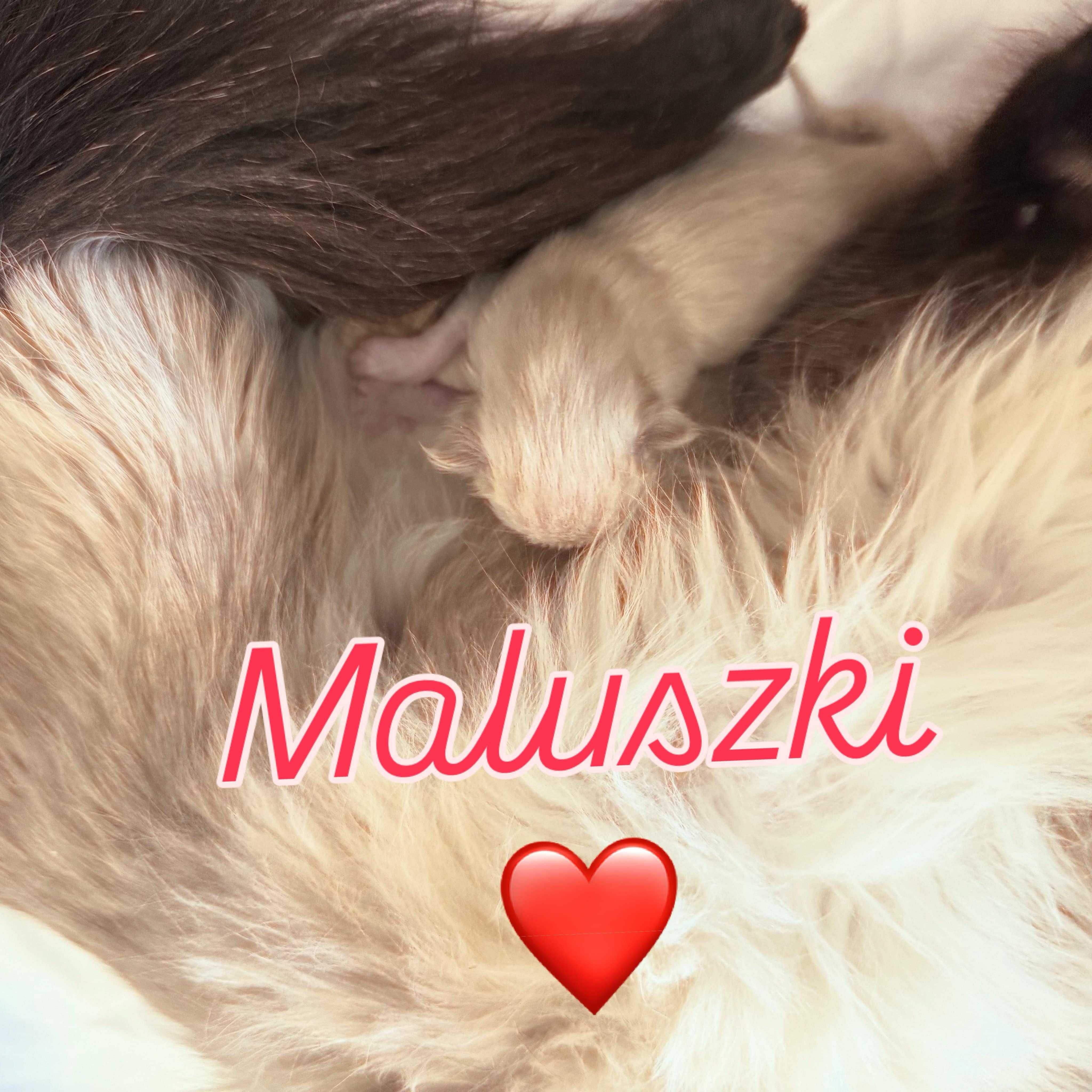 Kotka balijska doskonała dla alergika , do felinoterapii