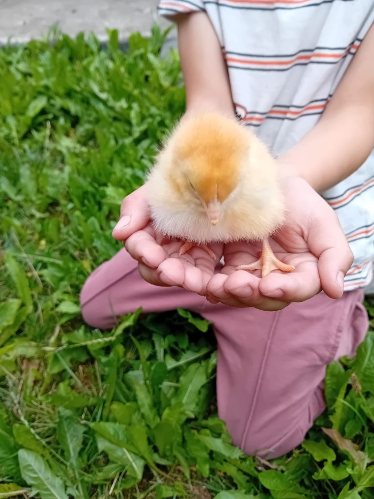 Kura Rosa jedynka półtora tygodniowa