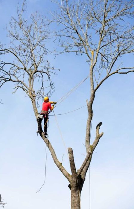 Wycinanie,przycinanie drzew krzewy, rębak,koszenie traw, tuje,żywopłot