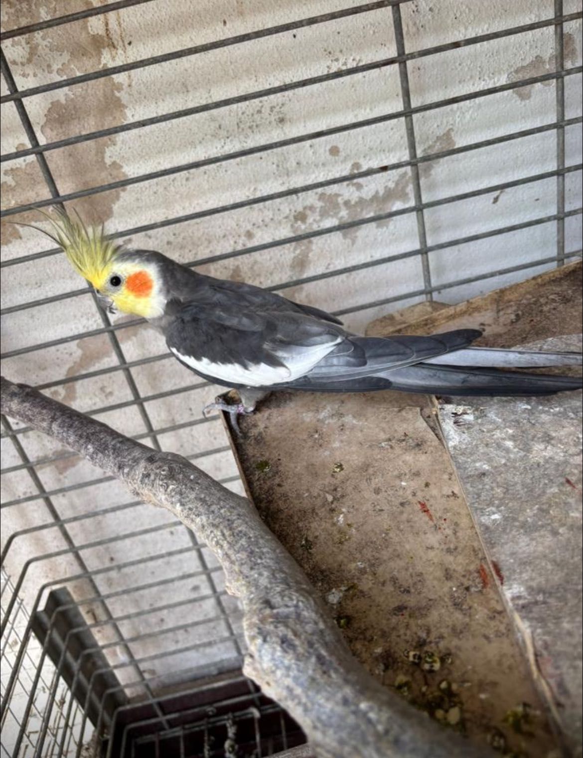 Caturra cinza Macho