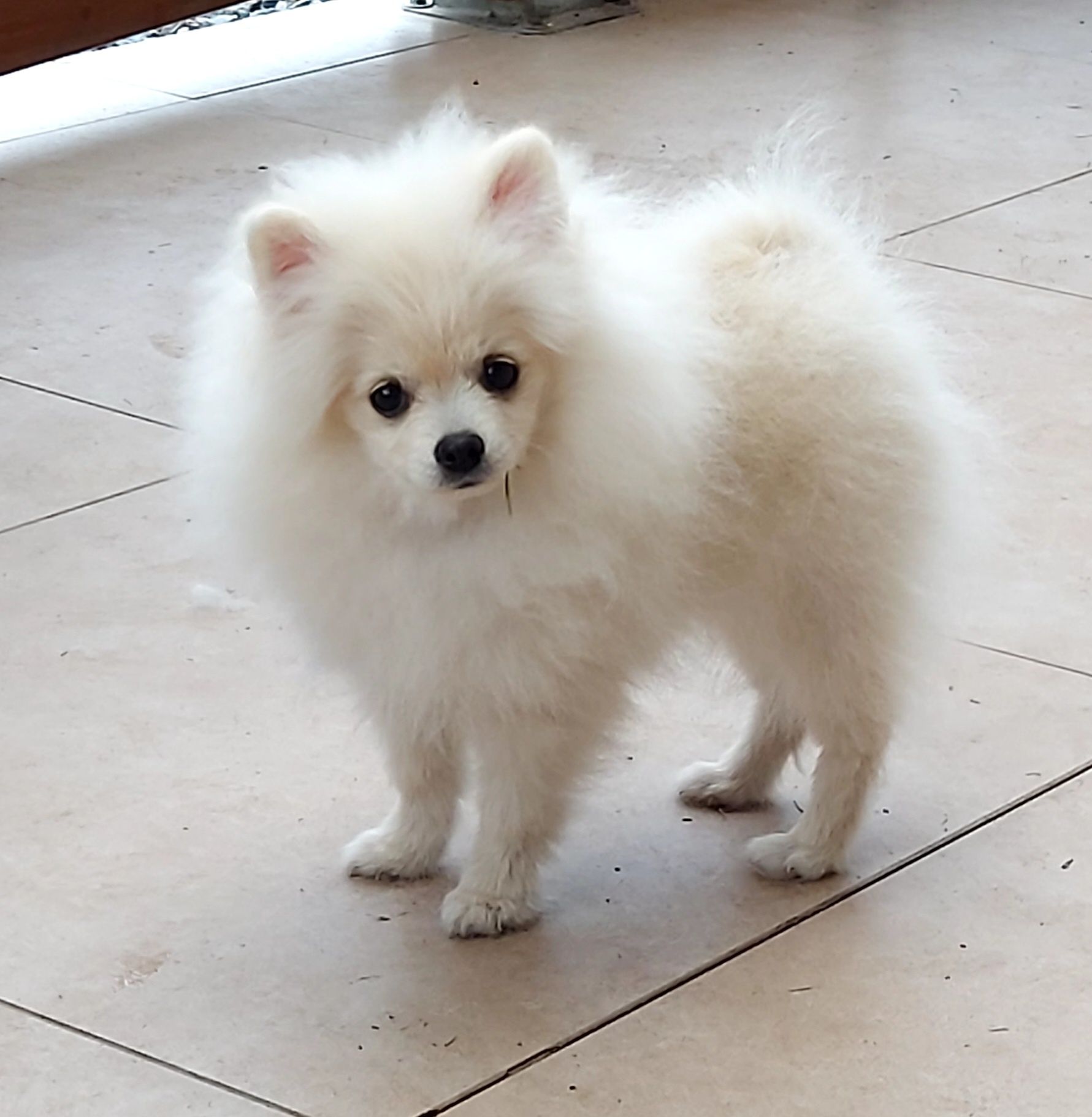 Pomeranian szpic miniaturowy ZkwP FCI