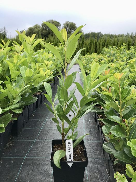 Laurowiśnia Novita Caucasica, Etna, Rotundifolia, Vannes