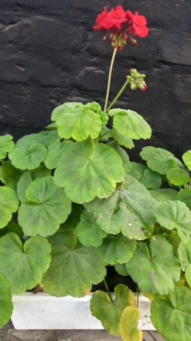 Продам кімнатні квіти.