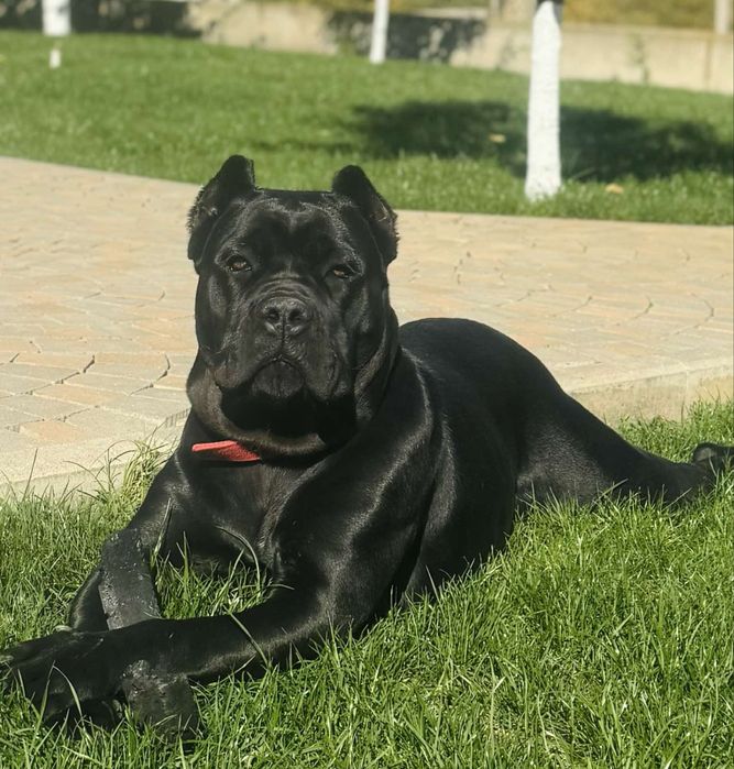 Щастя поруч Львівському питомнику-Cane corso