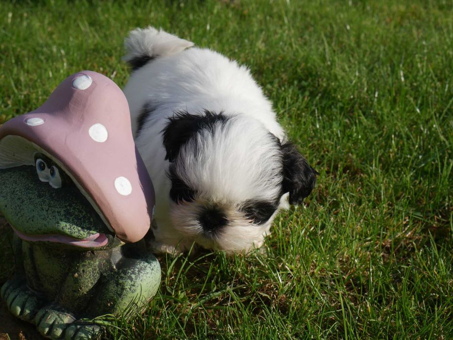 SHIH TZU - mini piesek II