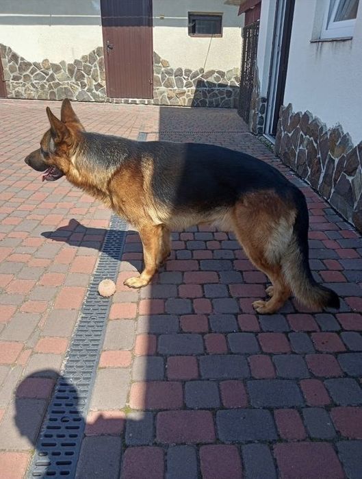 Цуценята німецької вівчарки