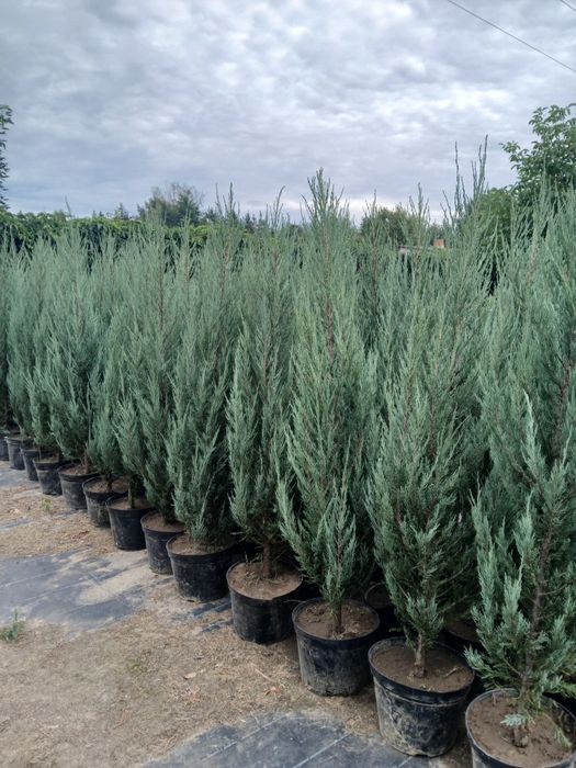 Jałowiec Blue Arrow Jalowce 170cm 180 cm cena  45 zł Promocja