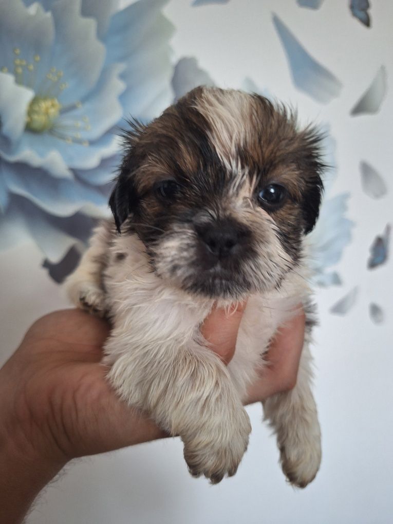 Celinka cudowną dziewczynka shih tzu czeka na dom