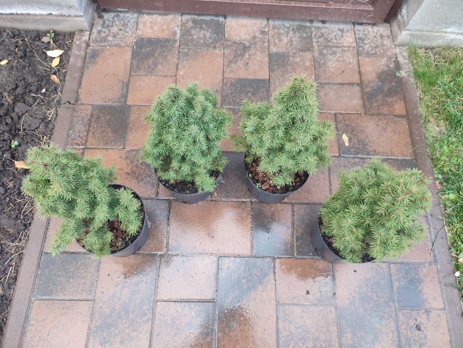 Ялинка Коніка ( 33-34 см) Рівне