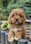 Cavapoo Samczyk hybryda ras