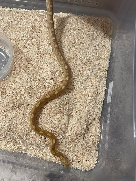 Wąż zbożowy, węże zbożowe samce i samice młode