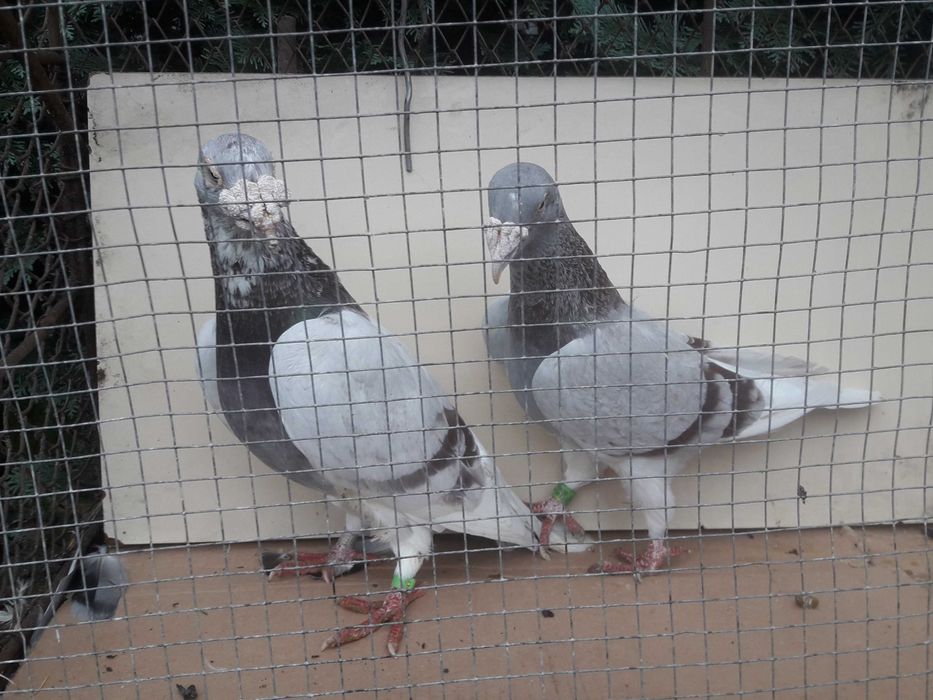 Gołębie staropolskie okazja likwidacja gołębi