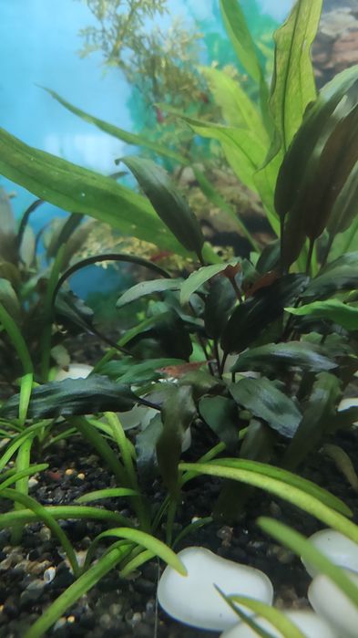 Krewetki,nie wybarwione z R.Cherry.20 szt.+ 1zł szt.