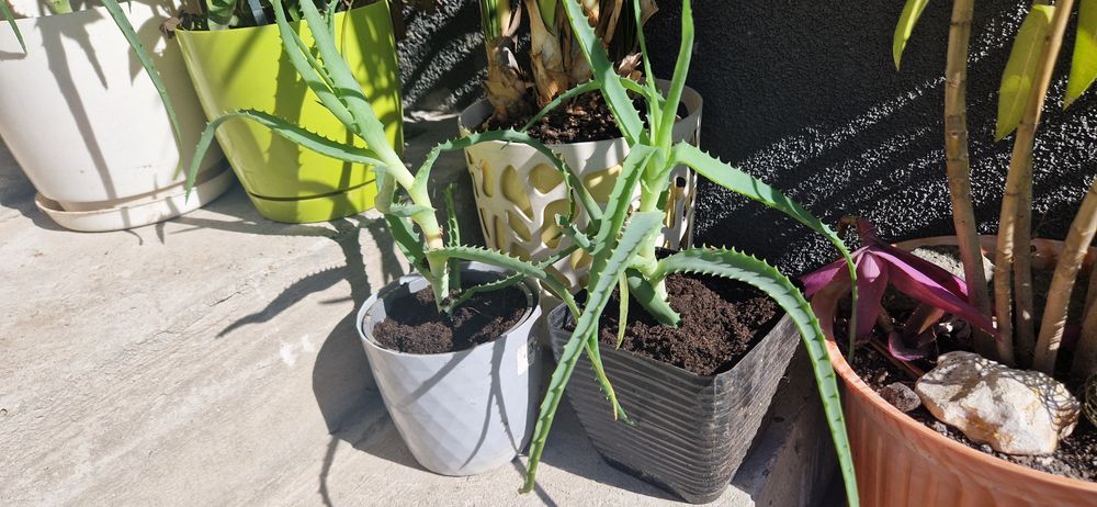 Kwiat Aloes w doniczce