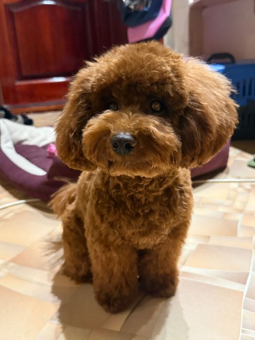 Вязка. Общительный и милый той пудель ищет невесту