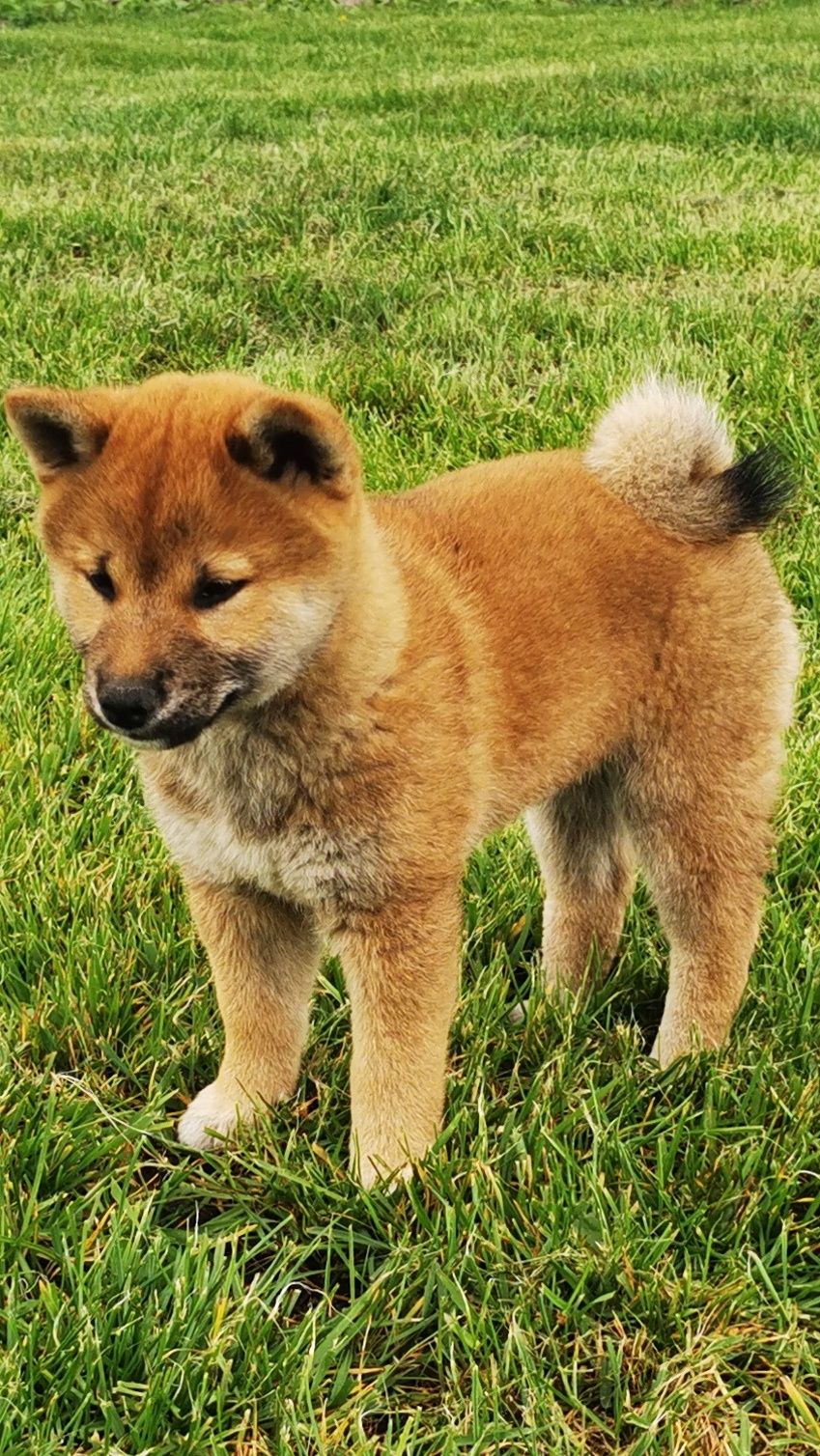 Shiba inu ruda sunia metryka chip książeczka zdrowia