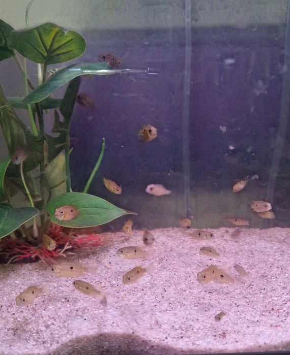 Pielęgnica akara pomarańczowopłetwa - narybek 2-3 cm