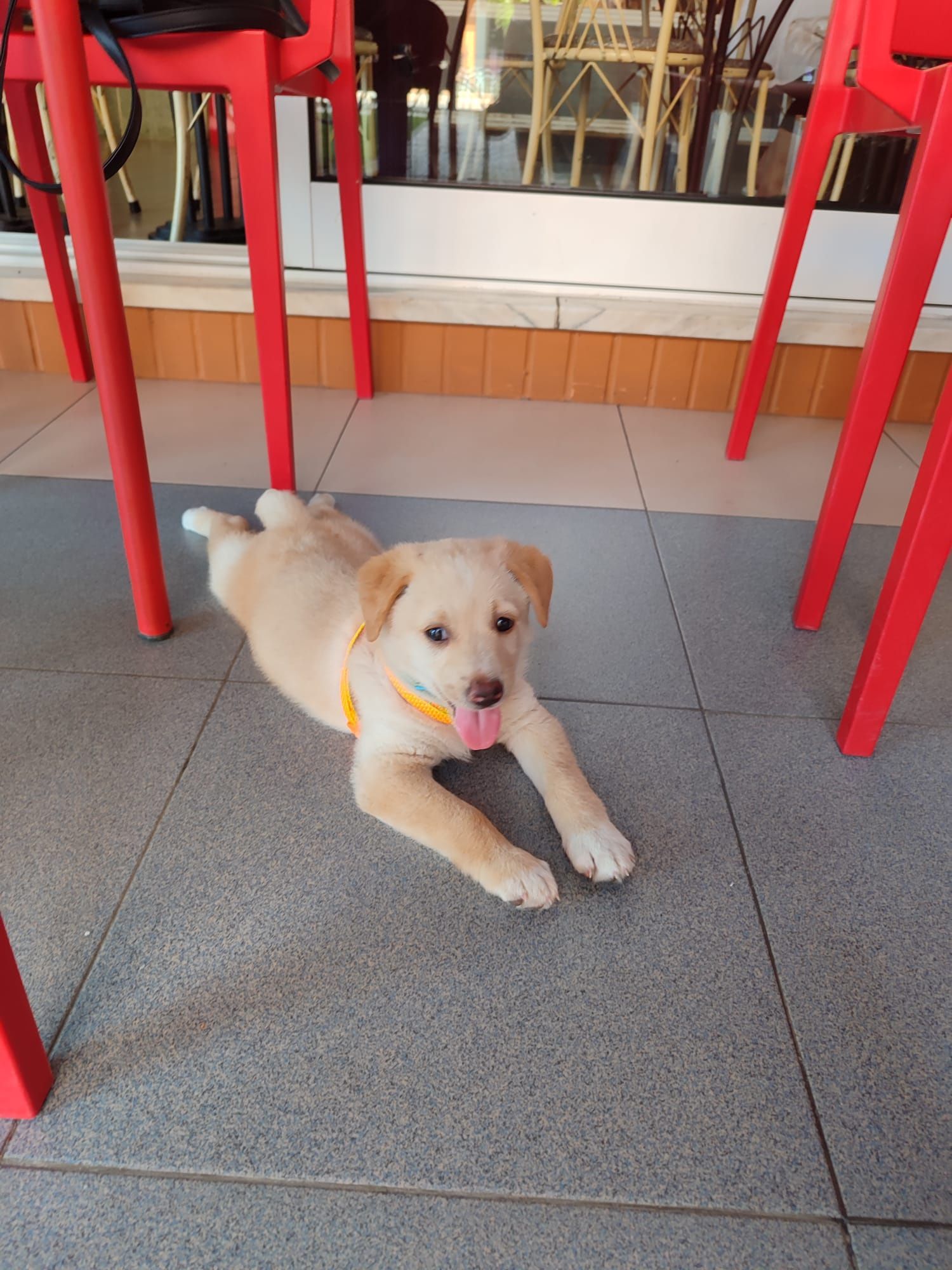 Cão 3 meses para adoção
