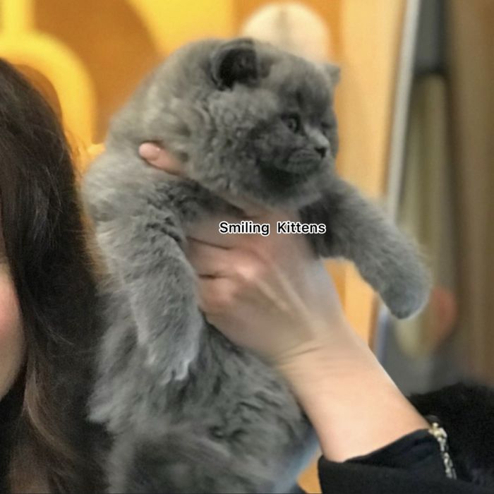 Бомбезні котусики від елітних батьків