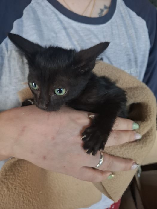 Gatinhos de 2 meses e meio