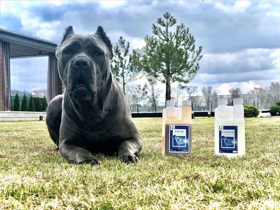 Топ щенки офіційного питомника-Cane corso