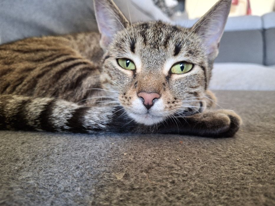 BELLA poleca się do dopcji