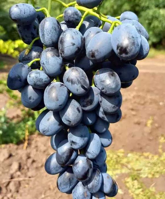 виноград продаж обмін
