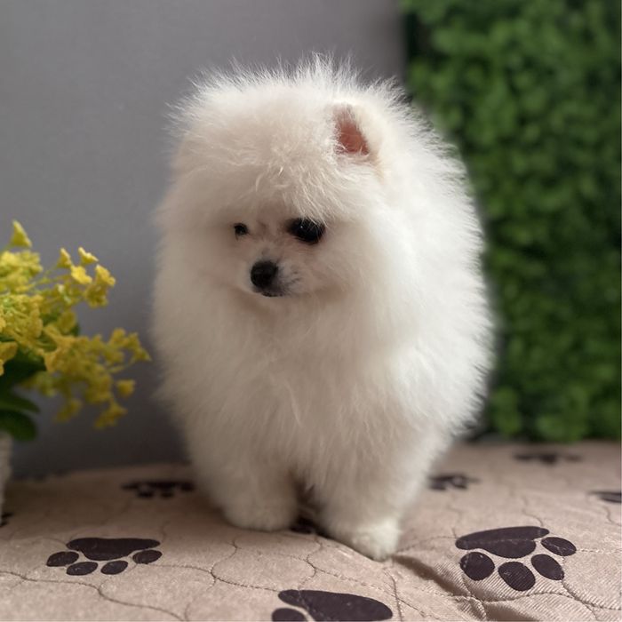 ляльковий Ведмедик хлопчик.