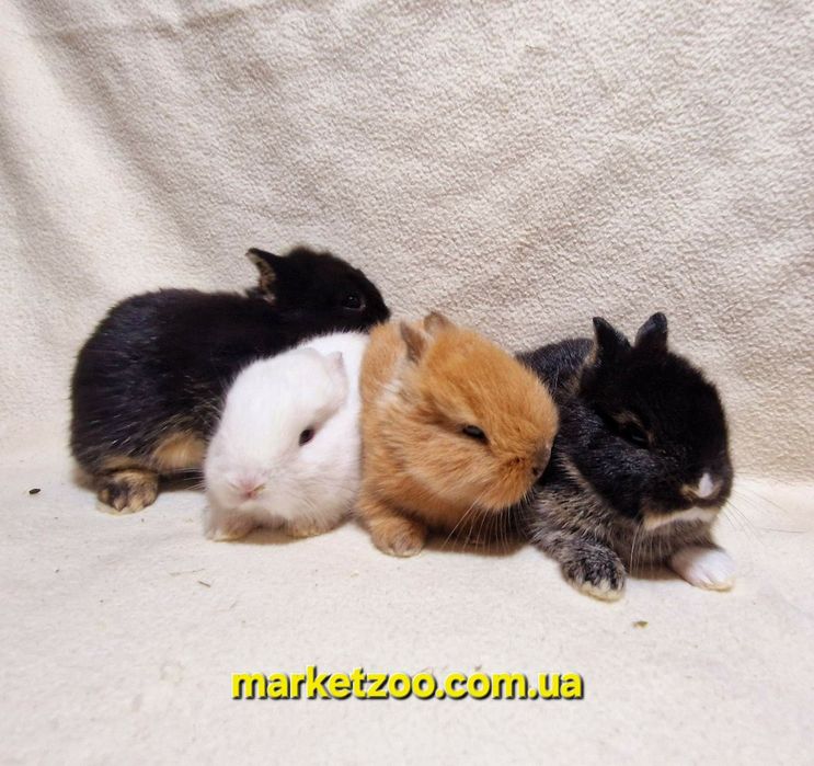 Наймиліші створіння-міні кролики нідерландські!карликовые кролики