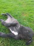 Dog niemiecki oddam w robre rece