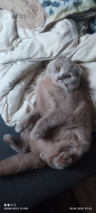 Шотландец приглашает на вязку