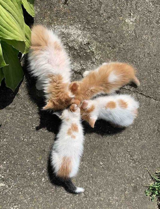 Віддам у добрі руки руденьких кошенят! (м. Косів)