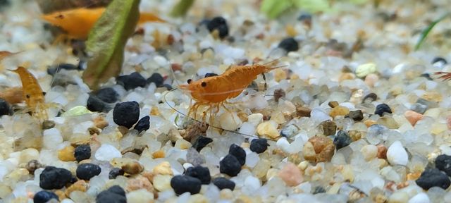 Krewetki neocaridina Orange.