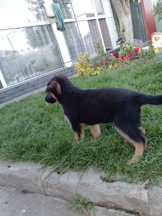 Німецька вівчарка