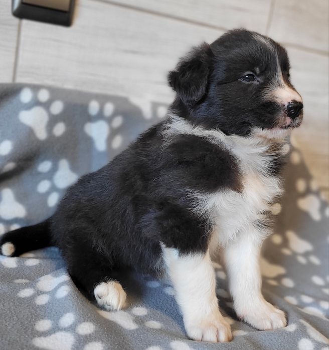 Border Collie Piesek Suczka Zaprasza