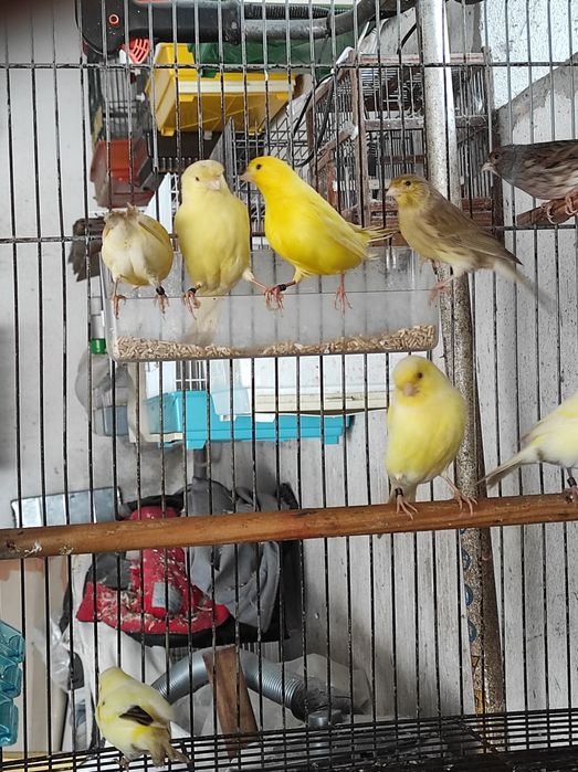 Só fêmeas deste ano