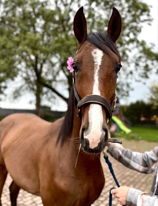 Sprzedam świetnego 1,5 rocznego Ogierka