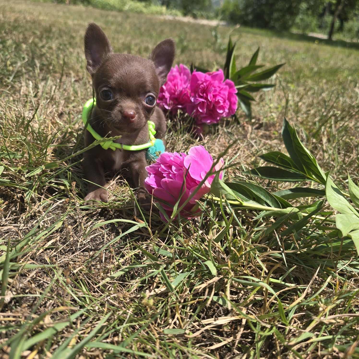 Chihuahua samiec choco czekoladowy