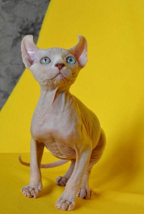 Даймонд - Різноокий хлопчик породи Ельф