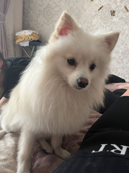 Дам  помаранського шпіца на злучку