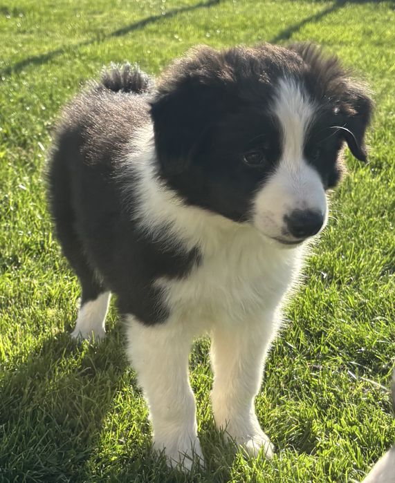 Border Collie szczeniak